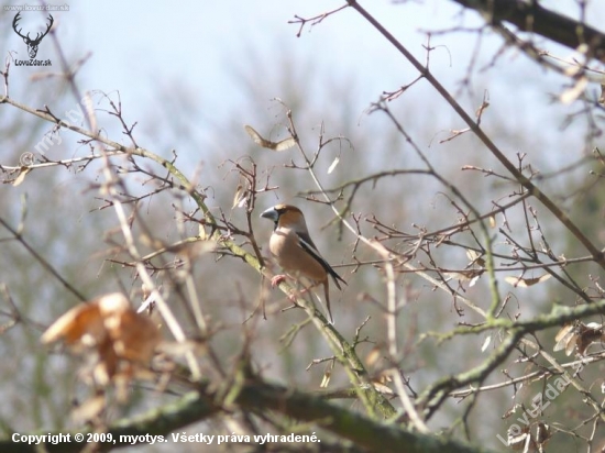 coccothraustes