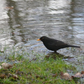 turdus