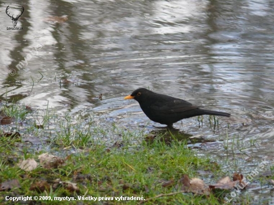 turdus