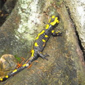 salamandra skvrnita