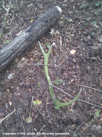 popri jelenej ruji...nadočnicovy desatorak