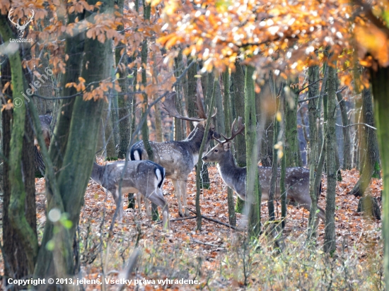 3 kamoši