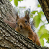 Sciurus vulgaris