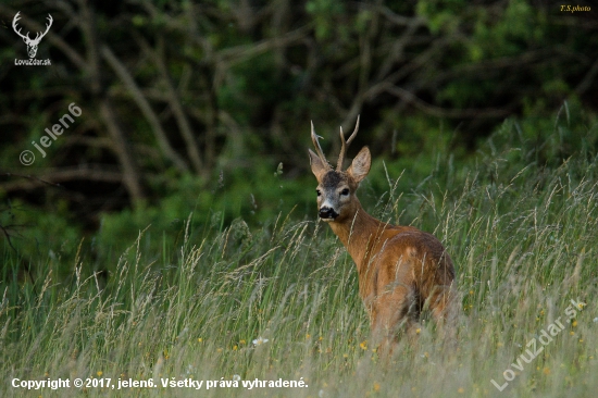 capreolus capreolus