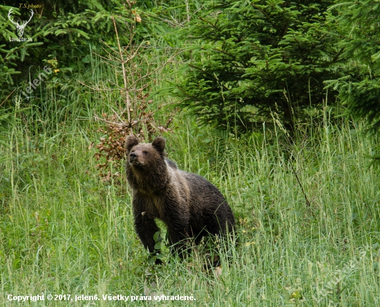 ursus arctos