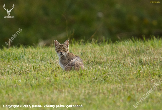 felis silvestris