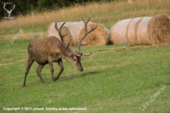 cervus elaphus