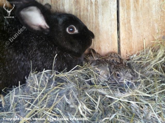 Pokus o záchranu - po 14 dnech s adoptivní mámou