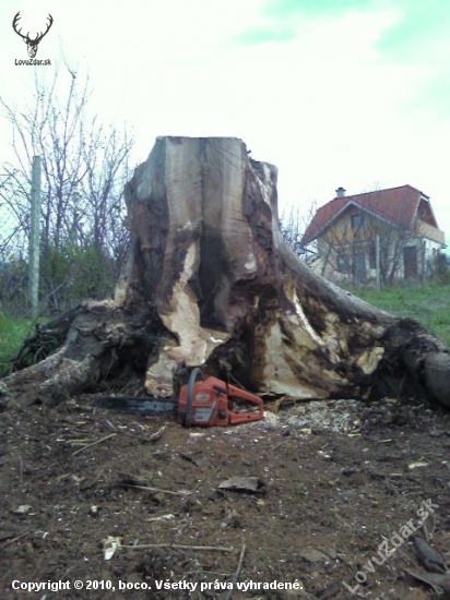 koreň z orecha na pažby