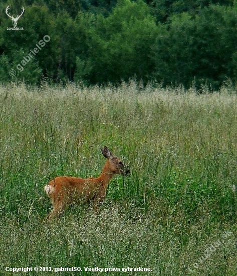 Srnčia zver