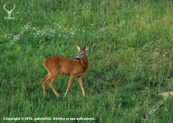 Podvečer