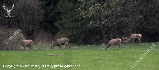 Na večernej paši