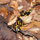 Salamander