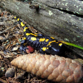 Salamandra