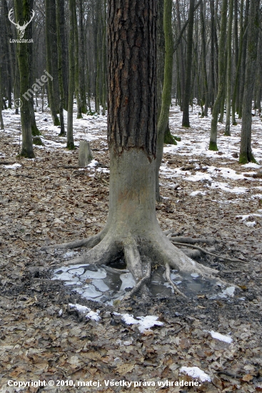 Strom ošúchaný od diviakou