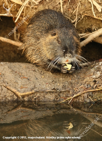 Nutria