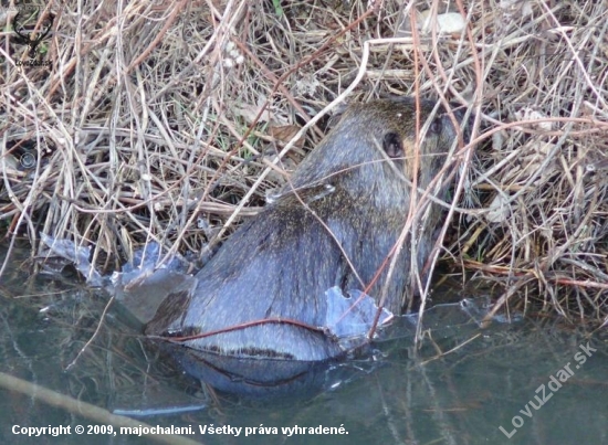 Nutria