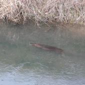 Nutria plava pod ladom