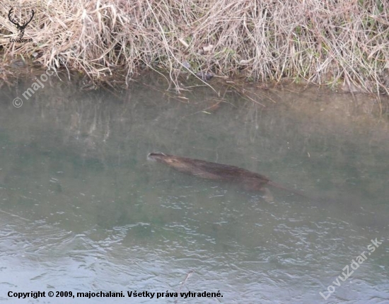 Nutria plava pod ladom