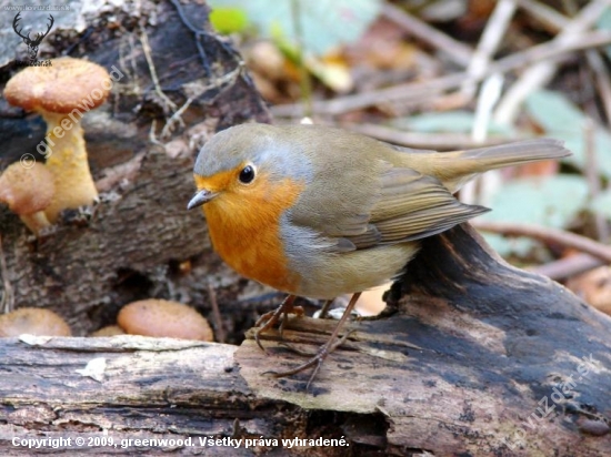 Erithacus rubecula