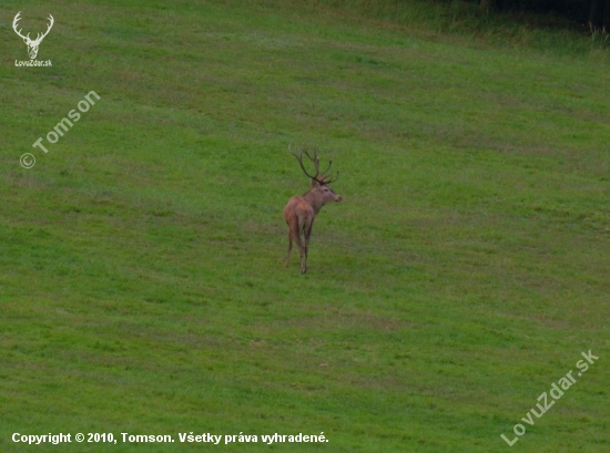 Ruja 2010