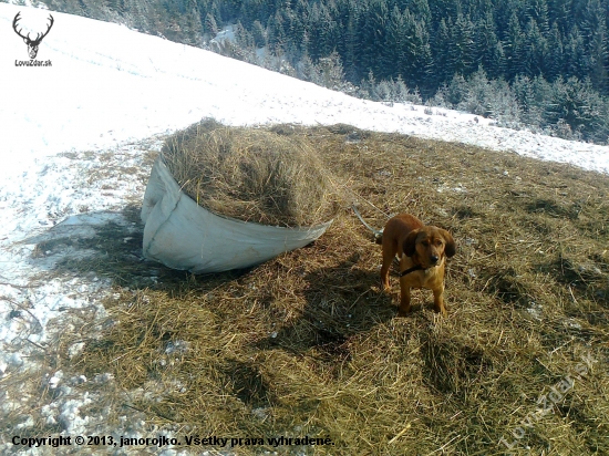 dnesna  pomoc v nudzi (sice pomenej ale predsa )