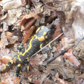 salamandra škvrnitá