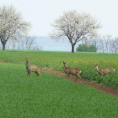 srnec prieskumnik :P