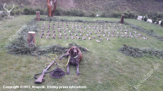 Poľovačka na Jarabicu poľnu.