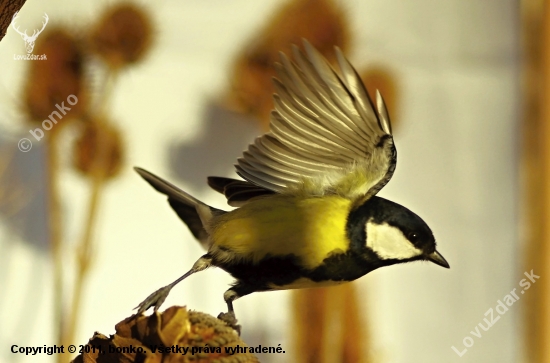 parus major