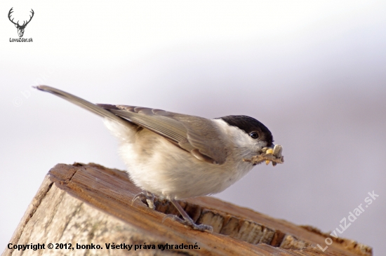 parus palustris