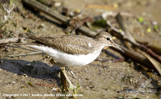 actitis hypoleucos-kalužiačik malý