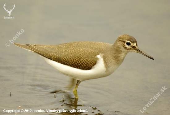 actitis hypoleucos-kalužiačik malý