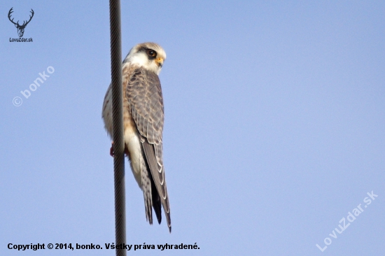 falco vespertinus