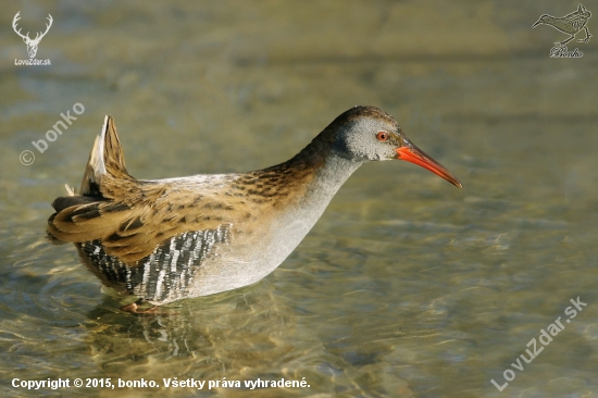 chriašteľ vodný/rallus aquaticus