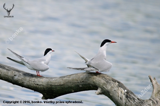 rybár riečny /sterna hirundo/