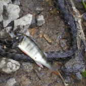 Užovka fŕkaná (Natrix tessellata)