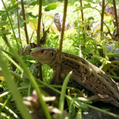 Jašterica krátkohlavá (Lacerta agilis)---samica