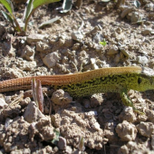 Jašterica krátkohlavá (Lacerta agilis)---samec