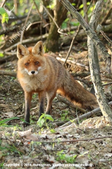 Líška obyčajná (Vulpes vulpes)