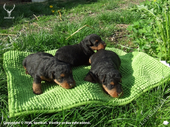 Welsh terrier - vrh 