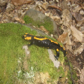 salamander1