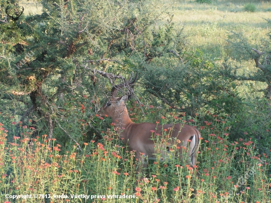 Impala