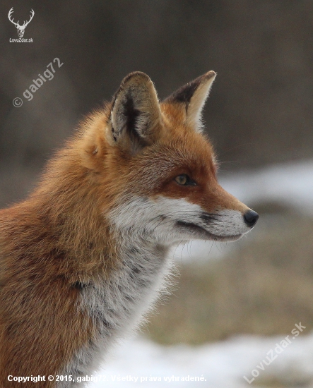 fox