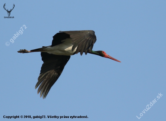 Ciconia nigra