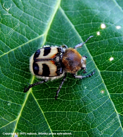 chlpáčik škvrnitý  (Trichius fasciatus)