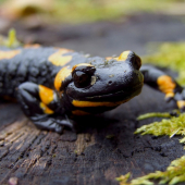 salamandra škvrnitá (Salamandra salamandra)