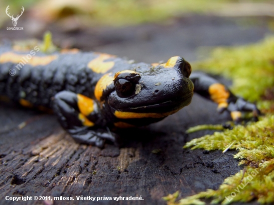 salamandra škvrnitá (Salamandra salamandra)