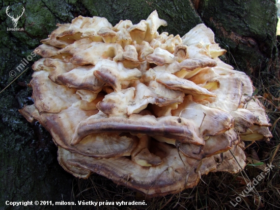 sírovec obyčajný (Laetiporus sulphureus)