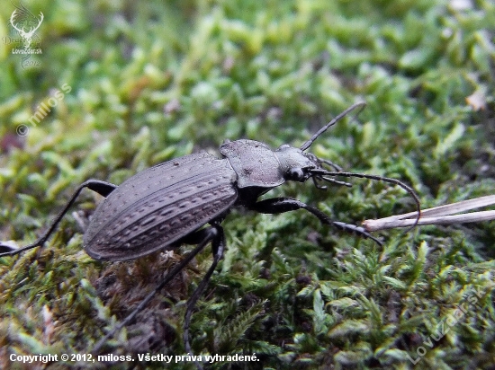 bystruška zrnitá ---  Carabus granulatus